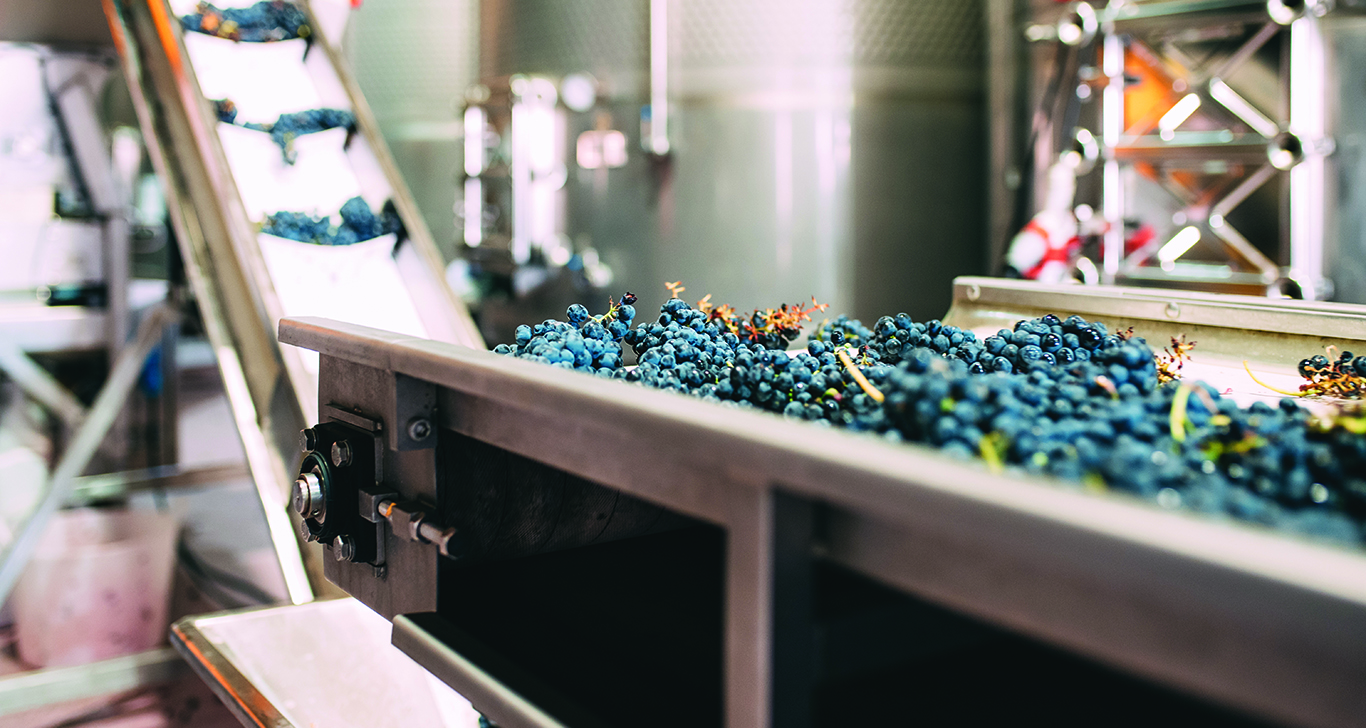 Grapes-on-Conveyer-Belt.jpg Grapes-on-Conveyer-Belt.jpg