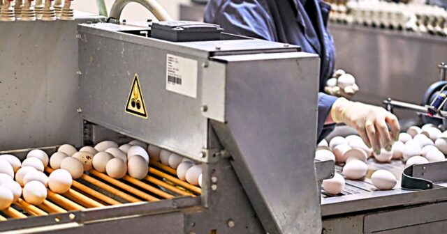 Egg processing plant production line